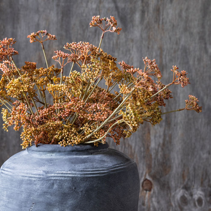 MEADOW SEDGE - SUNSET