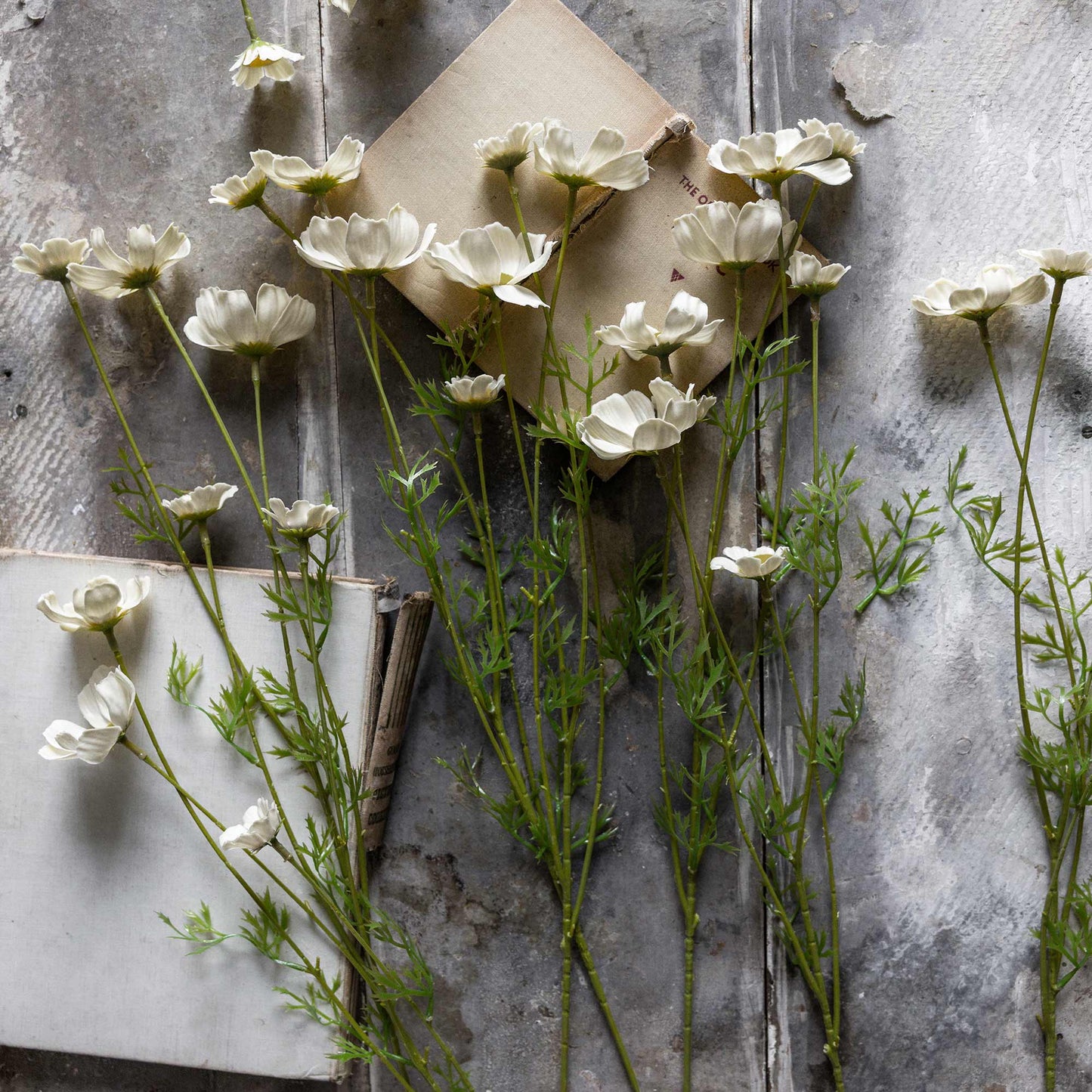 ARTIFICIAL COSMOS MEADOW, BUTTERMILK - *Pre-order* - Shipping December 2025