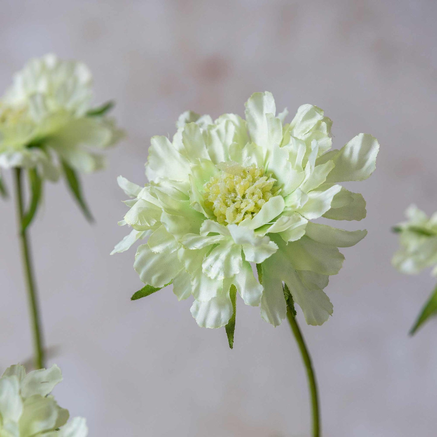 ARTIFICIAL SCABIOUS FLOWER, CREAM - *Pre-Order* - Shipping January 2026