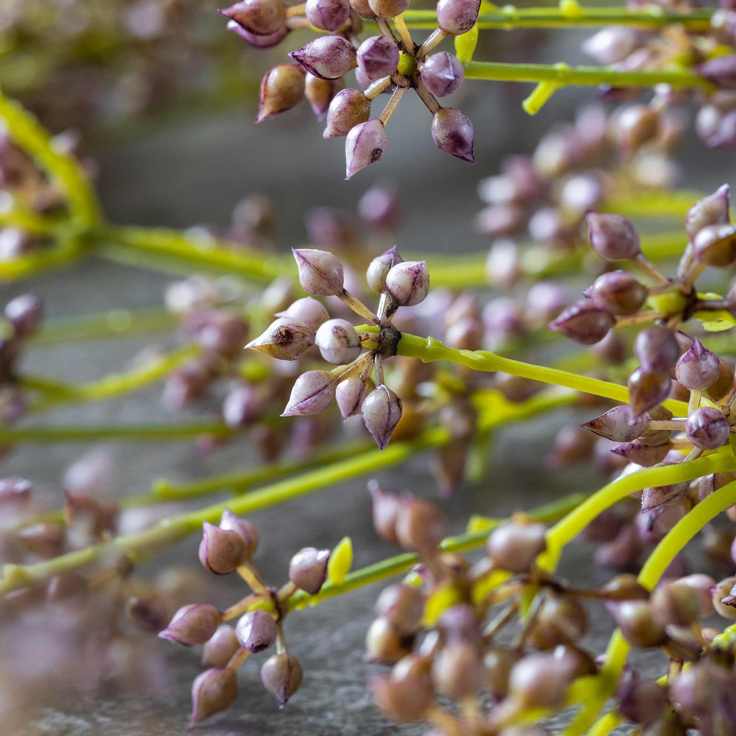 ARTIFICIAL SUCCULENT BUNCH, BLUSH - *Pre-order* - Shipping December 2025