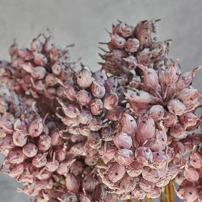 HEIRLOOM THISTLE - MAUVE