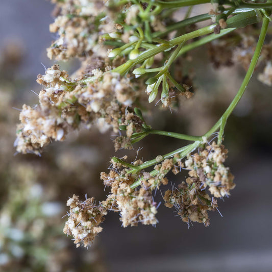 ARTIFICIAL BUTTERFLY BUSH, NATURAL