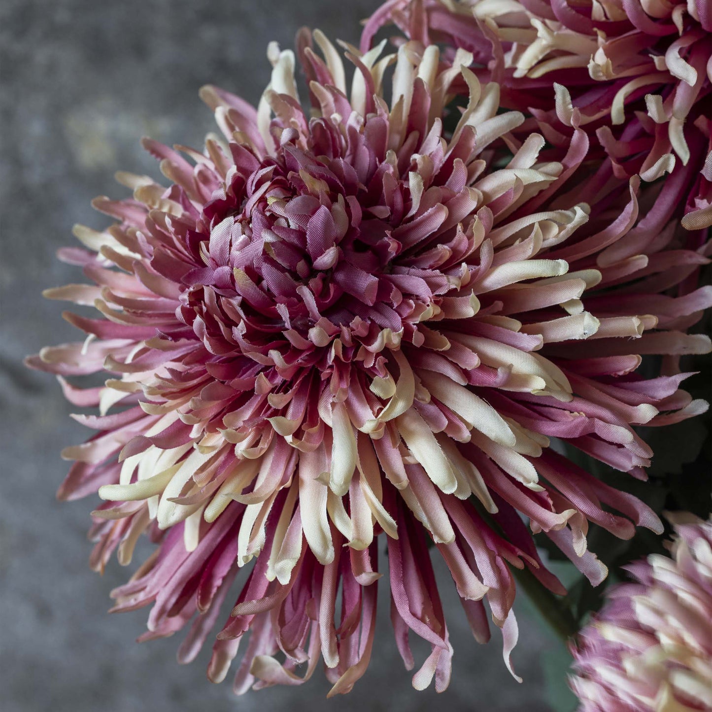 ARTIFICIAL CHRYSANTHEMUM, SUNSET