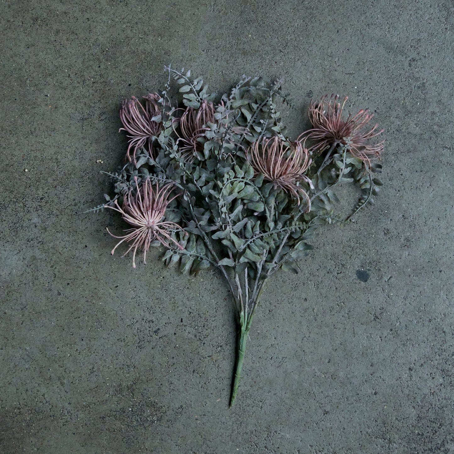 LEUCOSPERMUM BUSH
