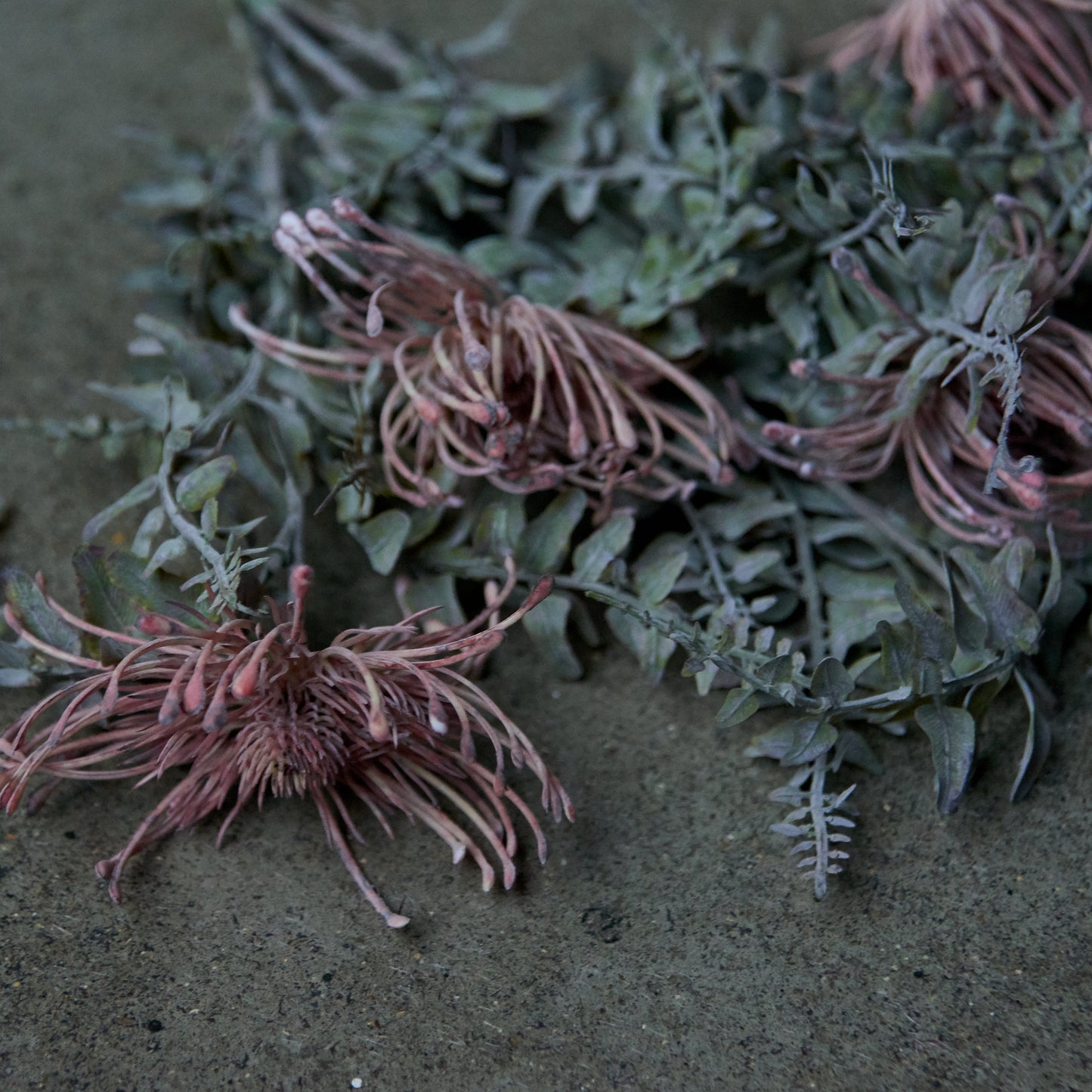 LEUCOSPERMUM BUSH