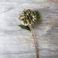 ARTIFICIAL HYDRANGEA, CHLORIS