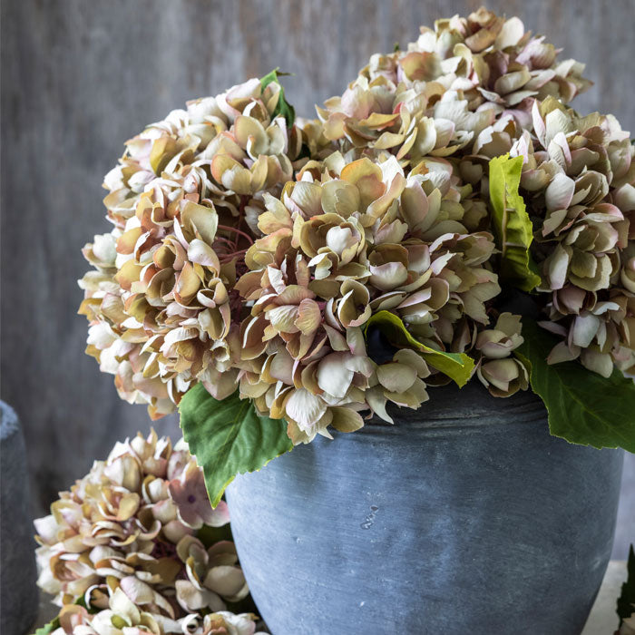 HYDRANGEA DUSK