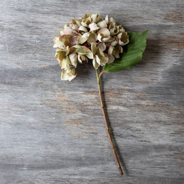 HYDRANGEA DUSK