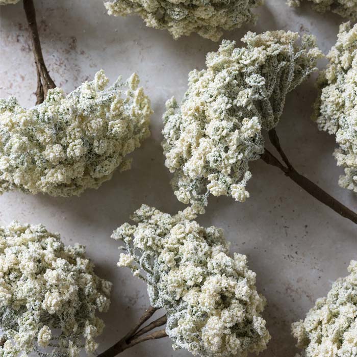 ARTIFICIAL YARROW STEM, CREAM