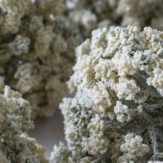 ARTIFICIAL YARROW STEM, CREAM