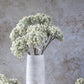 ARTIFICIAL YARROW STEM, CREAM