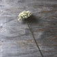 ARTIFICIAL YARROW STEM, CREAM
