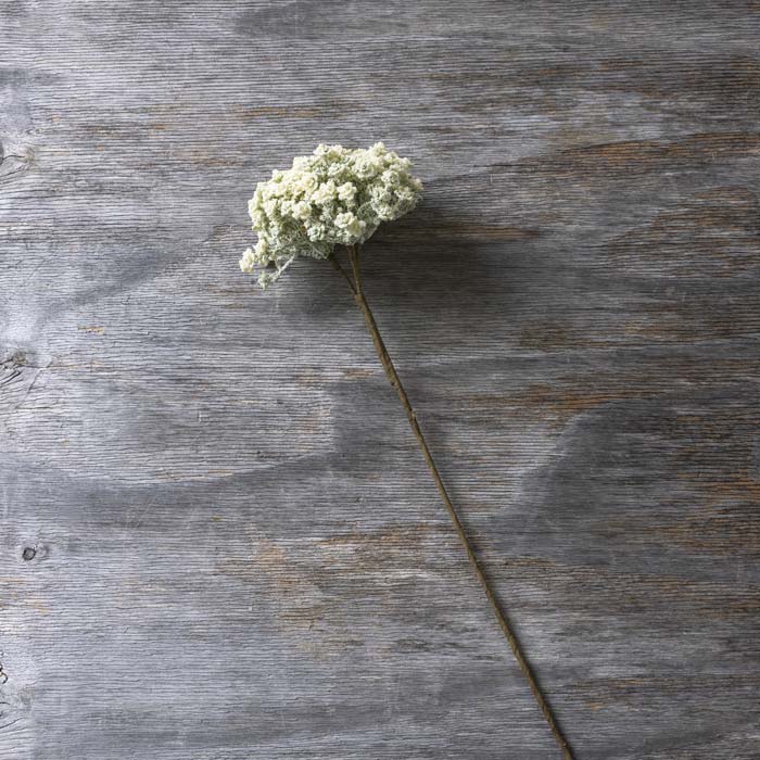 ARTIFICIAL YARROW STEM, CREAM