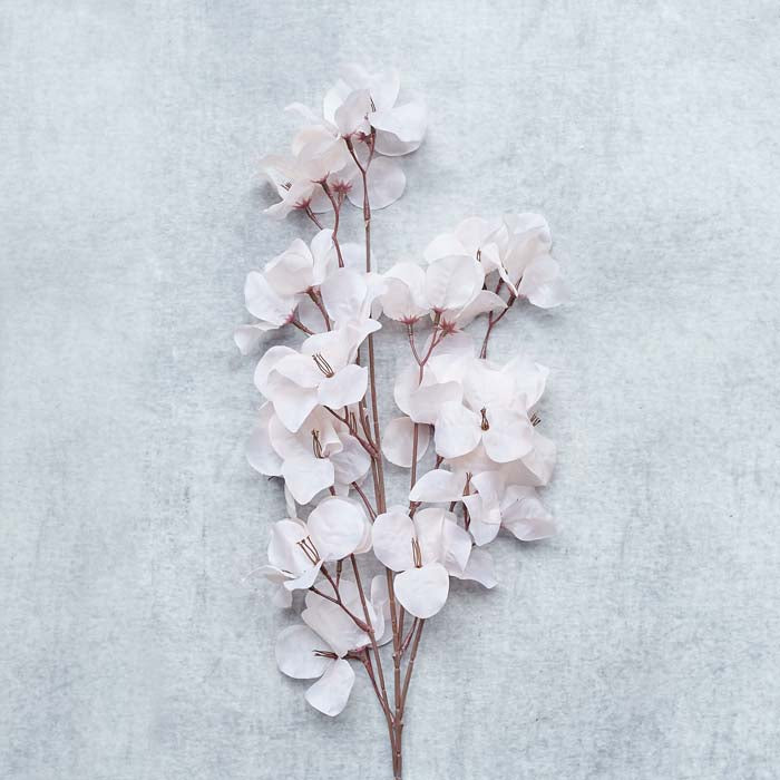 BOUGAINVILLEA BLUSH