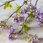 ARTIFICIAL CHERRY BLOSSOM, LILAC - *Pre-Order* - Shipping January 2026