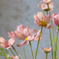 ARTIFICIAL COSMOS MEADOW, SOFT PINK -  *Pre-order* - Shipping December 2025