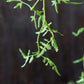 ARTIFICIAL FERN BRANCH, SOFT GREEN - *Pre-Order* - Shipping January 2026