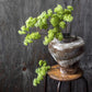 ARTIFICIAL GUELDER, SPRING GREEN - *Pre-Order* - Shipping January 2026
