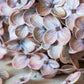 ARTIFICIAL REAL TOUCH HYDRANGEA, ANTIQUE BLUSH - *Pre-Order* - Shipping January 2026