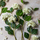 ARTIFICIAL REAL TOUCH HYDRANGEA, ZEST - *Pre-Order* - Shipping January 2026