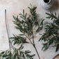 ARTIFICIAL OLIVE BRANCH, SOFT GREEN - *Pre-Order* - Shipping January 2026