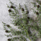ARTIFICIAL PINE BRANCH FOREST - *Pre-order* SHIPPING June 2026