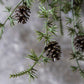 ARTIFICIAL PINE BRANCH FOREST - *Pre-order* SHIPPING June 2026