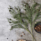 ARTIFICIAL PINE BRANCH FOREST - *Pre-order* SHIPPING June 2026
