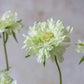 ARTIFICIAL SCABIOUS FLOWER, CREAM - *Pre-Order* - Shipping January 2026