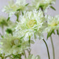 ARTIFICIAL SCABIOUS FLOWER, CREAM - *Pre-Order* - Shipping January 2026