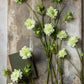 ARTIFICIAL SCABIOUS FLOWER, CREAM - *Pre-Order* - Shipping January 2026