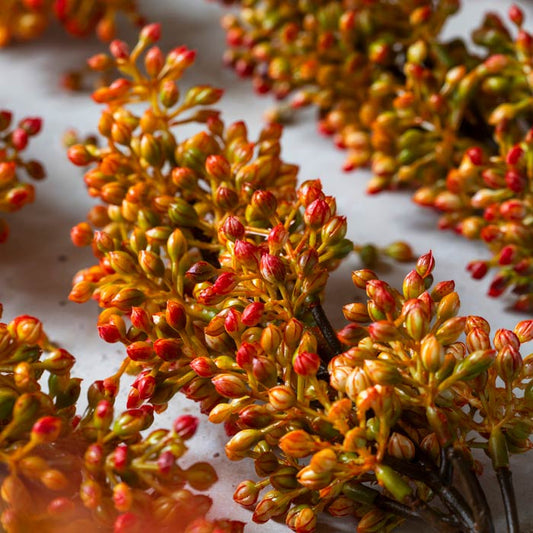 ARTIFICIAL SORGHUM STEM, SUNSET
