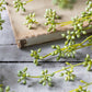 ARTIFICIAL SUCCULENT BUNCH, GREEN - *Pre-order* - Shipping December 2025