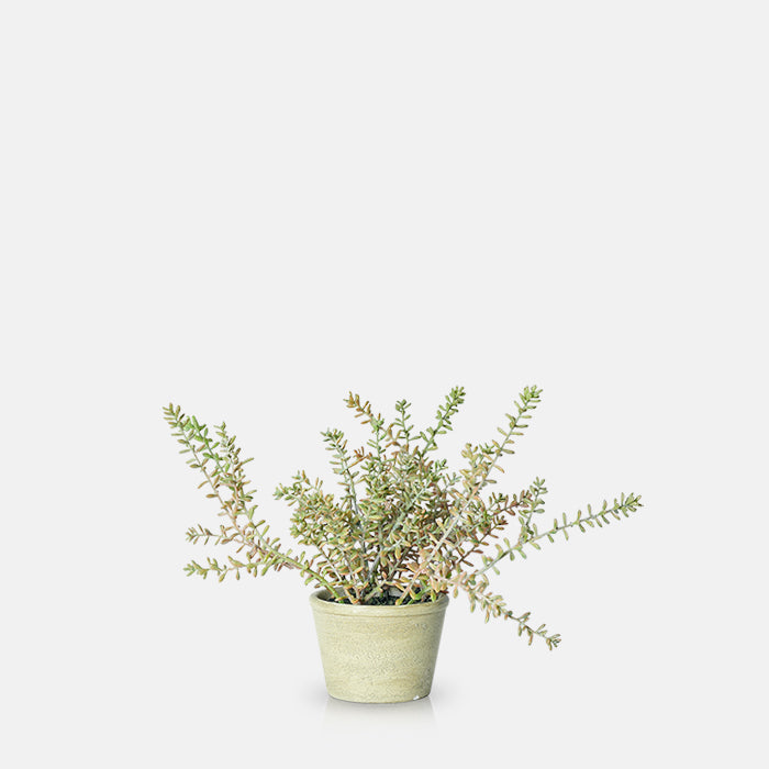 BURRITO SEDUM IN POT