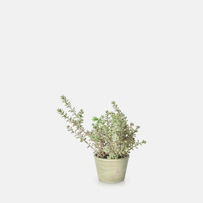 BURRITO SEDUM IN POT
