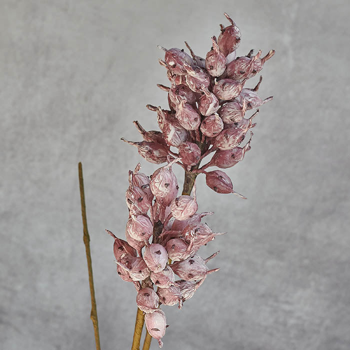 HEIRLOOM THISTLE - MAUVE