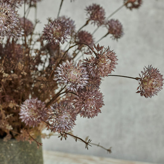 MELALEUCA PURPLE