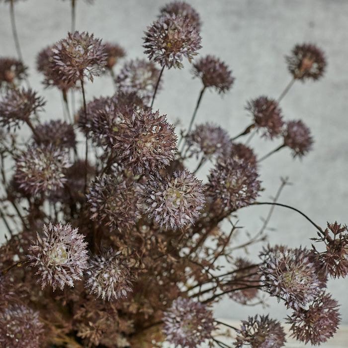 MELALEUCA PURPLE