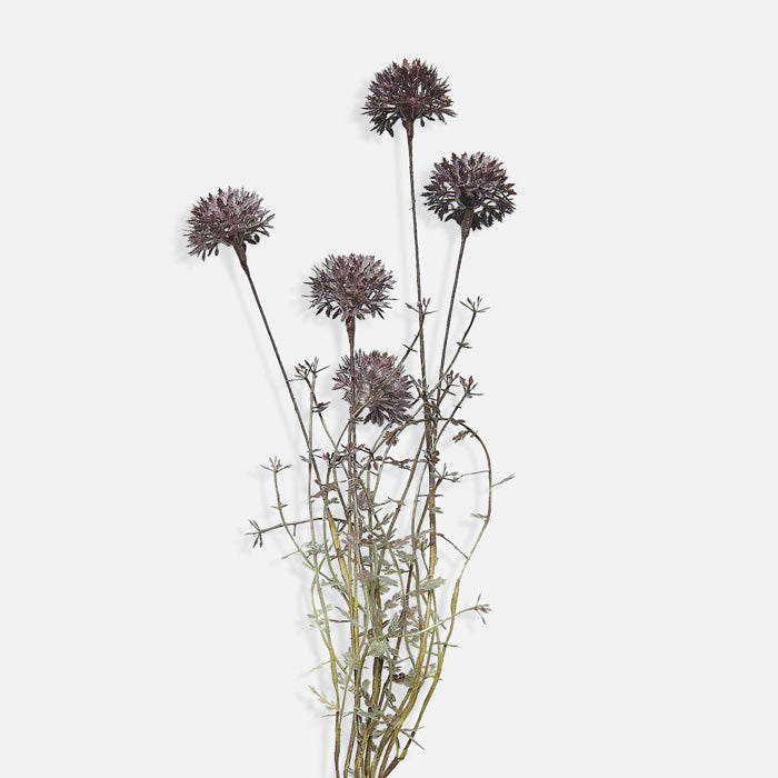 MELALEUCA PURPLE