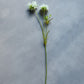 ARTIFICIAL SCABIOUS FLOWER, CREAM - *Pre-Order* - Shipping January 2026