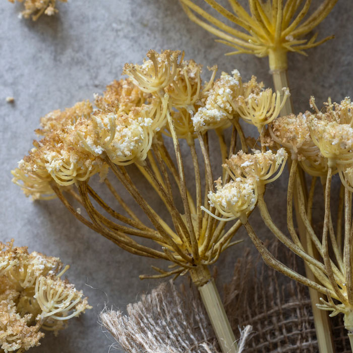 YARROW BUNCH
