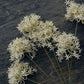 ARTIFICIAL ALLIUM CREAM BUNCH - In Stock