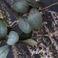 ARTIFICIAL AMARANTHUS, BLUSH