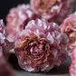 ARTIFICIAL CARNATION BLUSH