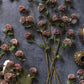 ARTIFICIAL EUCALYPTUS BERRY - *Pre-order* SHIPPING June 2026