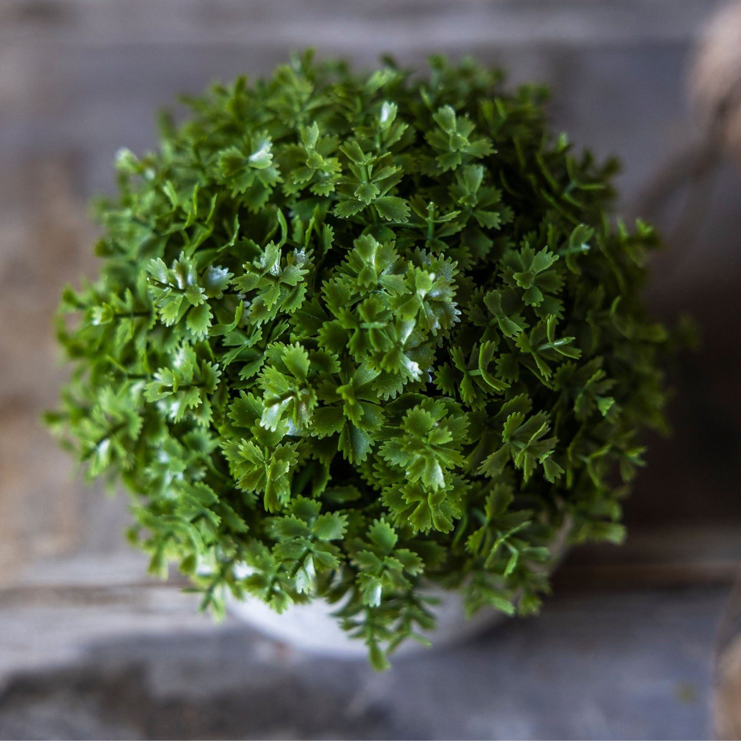 ARTIFICIAL HEBE PLANT IN POT