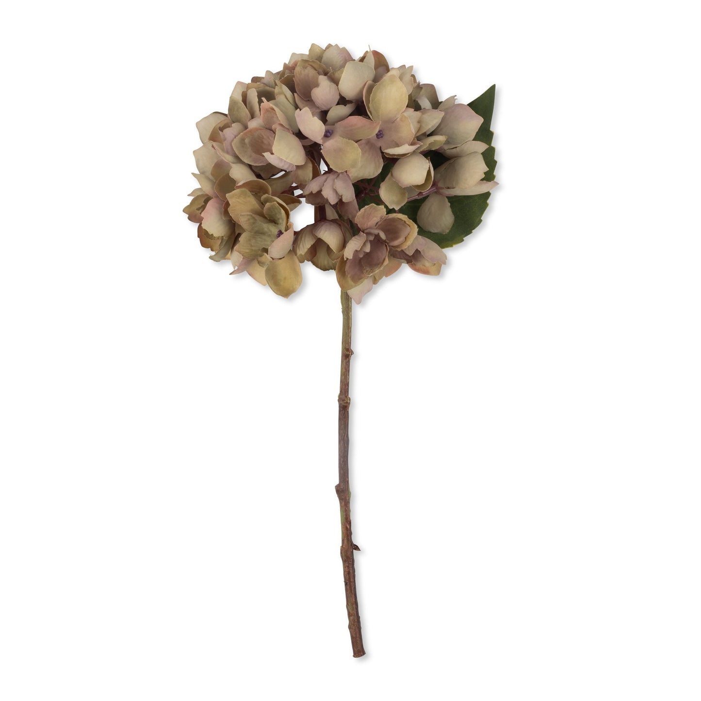 HYDRANGEA DUSK
