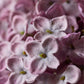 ARTIFICIAL HYDRANGEA LILAC