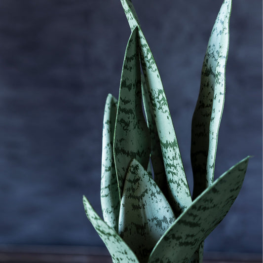 ARTIFICIAL SNAKE PLANT