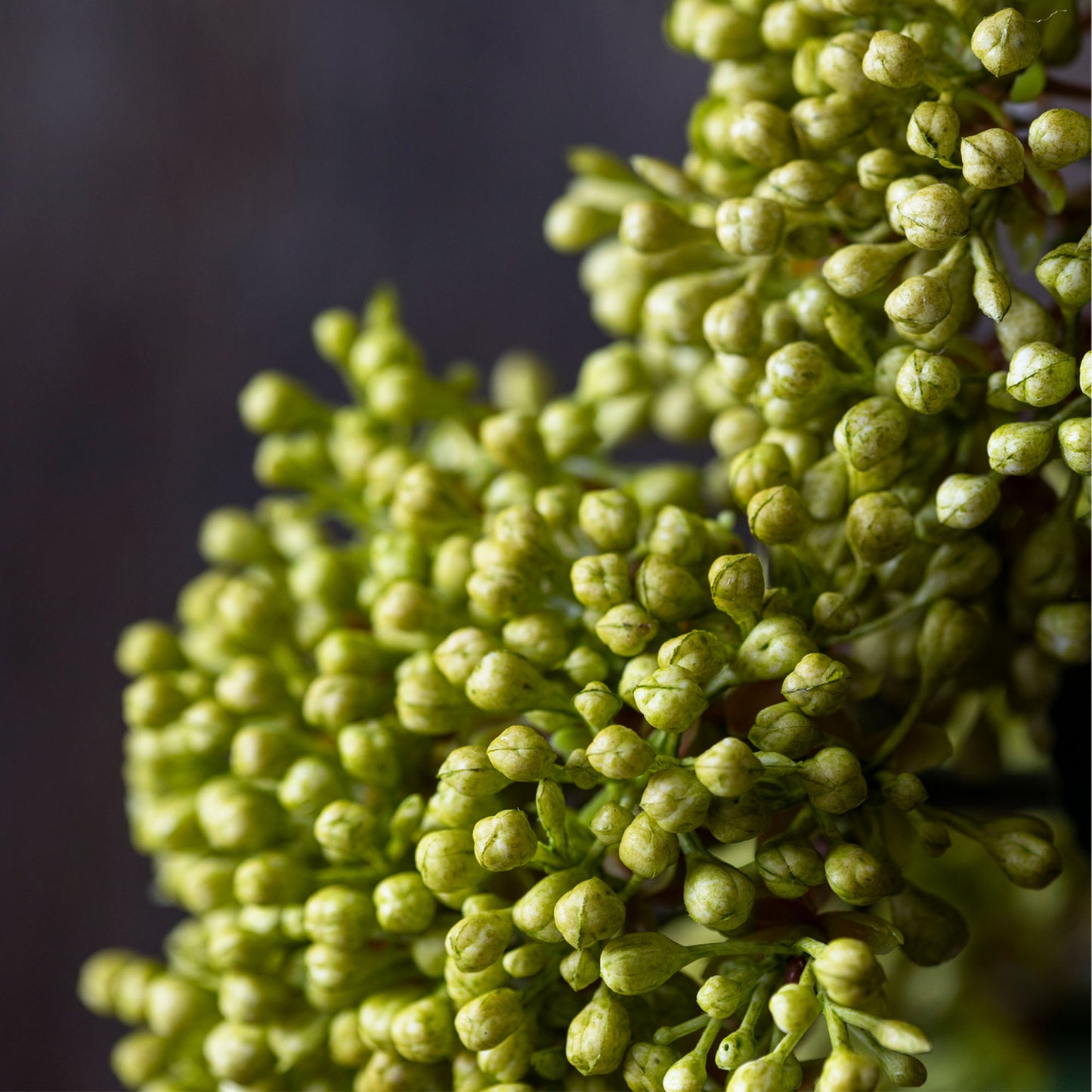 ARTIFICIAL VIBURNUM OLIVE - *Pre-Order* - Shipping December 2025